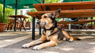 Ein Hund liegt unter einem Holztisch im Freien, umgeben von grünen Sonnenschirmen und Pflanzen.